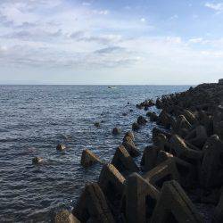 エソ時々ハマチ